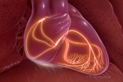 Heart Conduction System