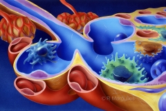 Alveolar Macrophage Environment